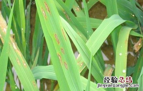 水稻种植稻瘟病防控技术措施 水稻种植稻瘟病防控技术