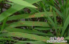 水稻种植稻瘟病防控技术措施 水稻种植稻瘟病防控技术