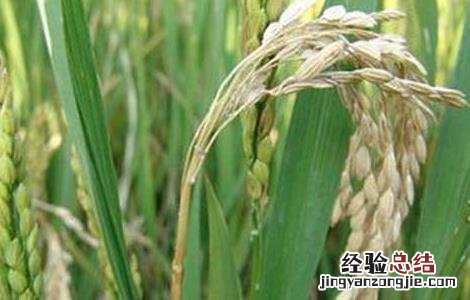 水稻种植稻瘟病防控技术措施 水稻种植稻瘟病防控技术