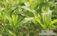 玉米播种期及苗期病虫害防治技术 玉米苗期的病虫害防治