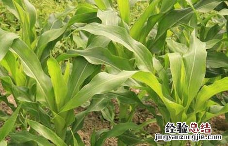 玉米播种期及苗期病虫害防治技术 玉米苗期的病虫害防治