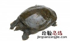 三月份能钩甲鱼吗 三月份能钩甲鱼吗