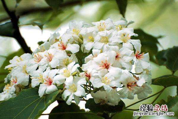 桐油树开花图片 木油桐开花吗,高清木油桐图片大全