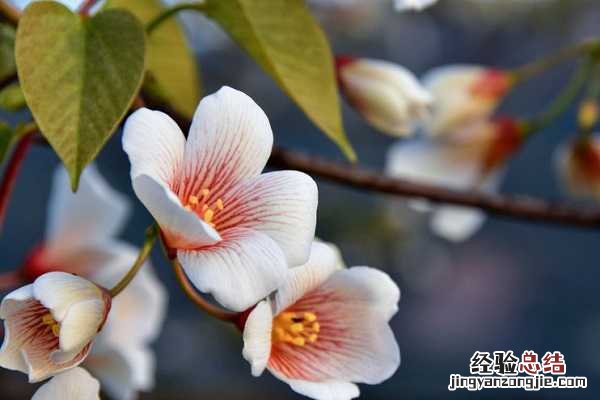 桐油树开花图片 木油桐开花吗,高清木油桐图片大全
