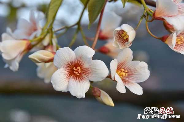 桐油树开花图片 木油桐开花吗,高清木油桐图片大全