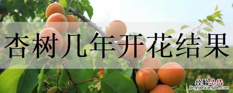 杏树几年开花结果,需要嫁接吗? 杏树几年开花结果