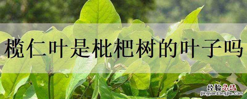 榄仁叶是枇杷树的叶子吗有毒吗 榄仁叶是枇杷树的叶子吗