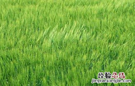 全国已收获冬小麦3.05亿亩,这是我国连续 小麦应从秋播抓起，立足于防灾抗灾