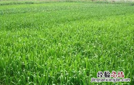 全国已收获冬小麦3.05亿亩,这是我国连续 小麦应从秋播抓起，立足于防灾抗灾