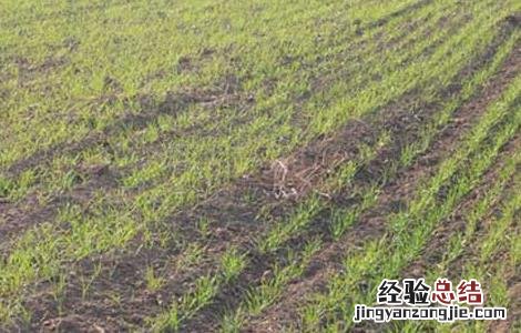 全国已收获冬小麦3.05亿亩,这是我国连续 小麦应从秋播抓起，立足于防灾抗灾