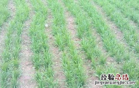 小麦什么时候追返青肥 小麦返青后追肥要“三看”