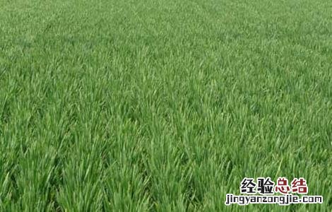 小麦什么时候追返青肥 小麦返青后追肥要“三看”