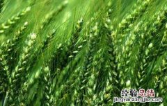 小麦什么时候追返青肥 小麦返青后追肥要“三看”