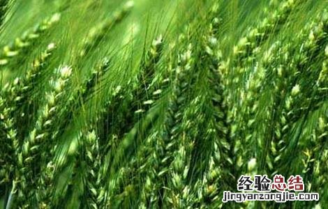 小麦什么时候追返青肥 小麦返青后追肥要“三看”