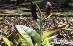 茶树如何预防倒春寒 茶树如何预防倒春寒的方法