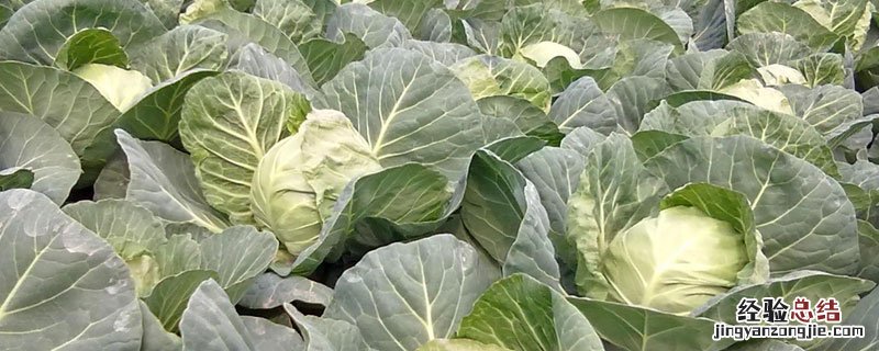 甘蓝圆白菜和圆白菜的区别 甘蓝菜与圆白菜的区别