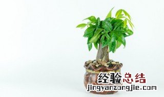 植物用英语怎么说 植物用英语的写法
