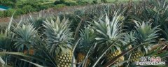 什么水果夏天种植? 哪些水果适合夏季种，附种植要点