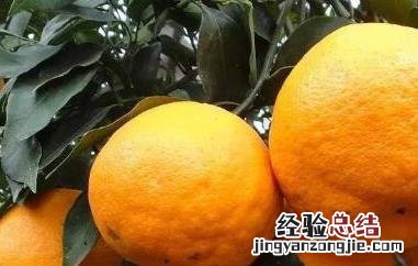湖南泡柑的功效与作用 湖南泡柑的功效与作用及成分