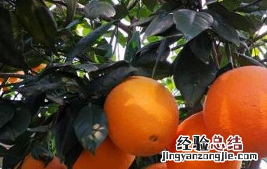 湖南泡柑的功效与作用 湖南泡柑的功效与作用及成分