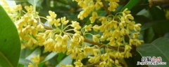 桂花糕能做什么 桂花可以做什么糕点
