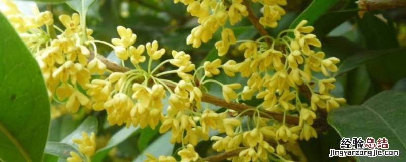 桂花糕能做什么 桂花可以做什么糕点