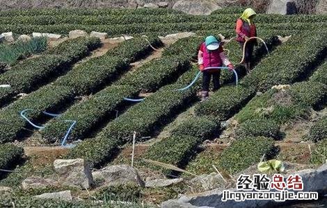 茶树采摘后怎么管理 茶树采摘后怎么管理它