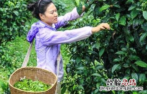 茶树采摘后怎么管理 茶树采摘后怎么管理它