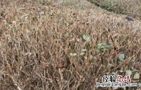 茶树冻害的补救措施 茶树冻害的补救措施视频