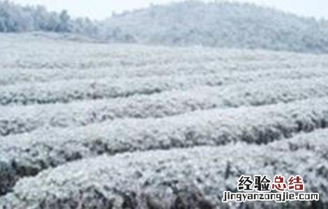 茶树冻害的补救措施 茶树冻害的补救措施视频