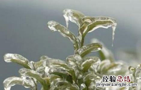 茶树冻害的补救措施 茶树冻害的补救措施视频