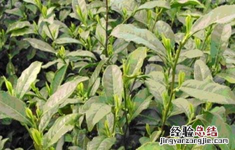 茶树冻害的补救措施 茶树冻害的补救措施视频