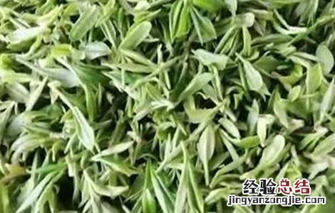 毛尖茶的种植管理要点是什么 毛尖茶的种植管理要点