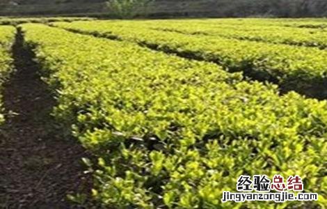 毛尖茶的种植管理要点是什么 毛尖茶的种植管理要点