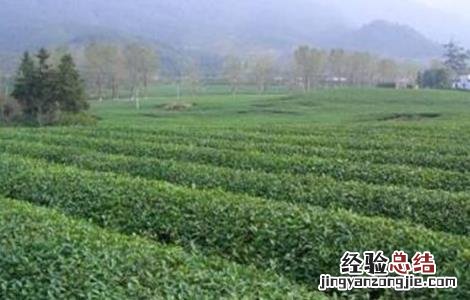 毛尖茶的种植管理要点是什么 毛尖茶的种植管理要点