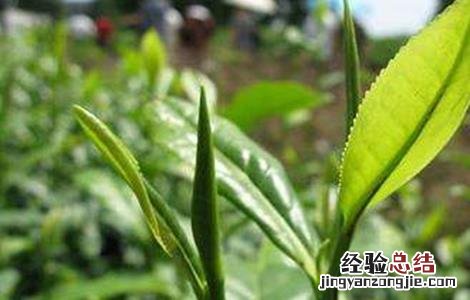毛尖茶的种植管理要点是什么 毛尖茶的种植管理要点