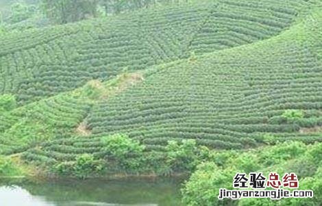 毛尖茶的种植管理要点是什么 毛尖茶的种植管理要点