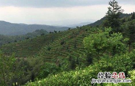 茶树的生长环境要求是什么 茶树的生长环境要求