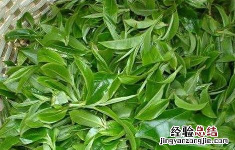 茶树的生长环境要求是什么 茶树的生长环境要求
