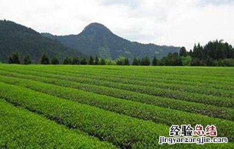 茶树的生长环境要求是什么 茶树的生长环境要求