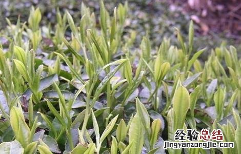 茶树的生长环境要求是什么 茶树的生长环境要求