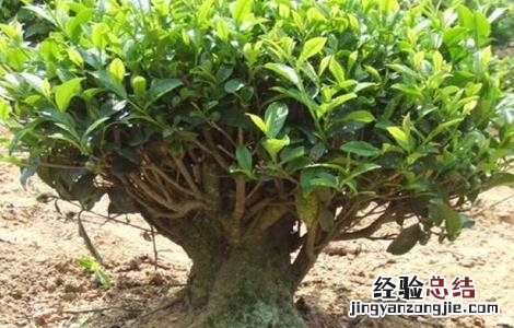 茶树的生长环境要求是什么 茶树的生长环境要求