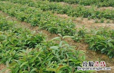 苦丁茶的种植技术和管理 苦丁茶的种植技术