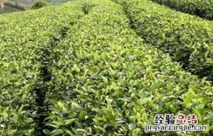 苦丁茶的种植技术和管理 苦丁茶的种植技术