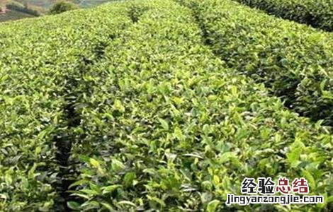 苦丁茶的种植技术和管理 苦丁茶的种植技术