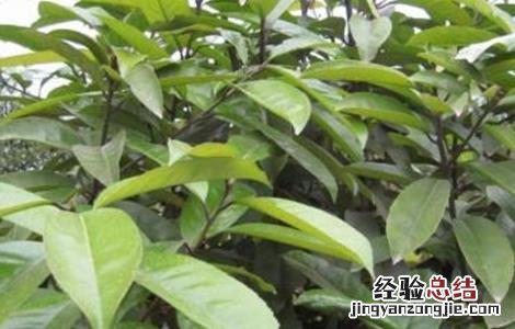 苦丁茶的种植技术和管理 苦丁茶的种植技术