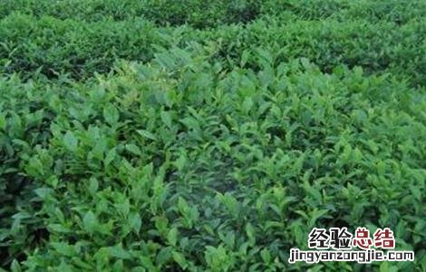 苦丁茶的种植技术和管理 苦丁茶的种植技术