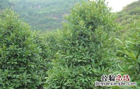 苦丁茶的种植技术和管理 苦丁茶的种植技术