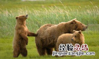 熊的英文怎么念 熊的英文简单介绍