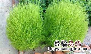 扫帚菜的功效与作用 扫帚菜的功效与作用介绍